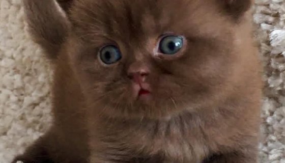 Kedi